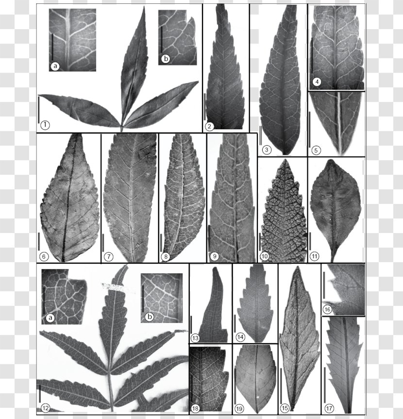Leaflet Maastrichtian Plant - Black And White - Serrated Leaves Transparent PNG
