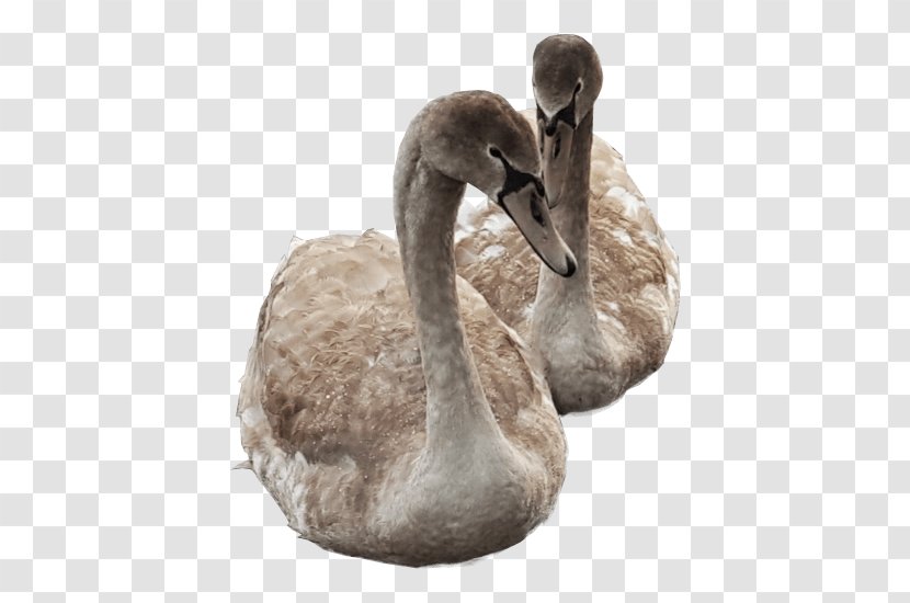 Cygnini Duck Bird - Contrast - Swan Transparent PNG