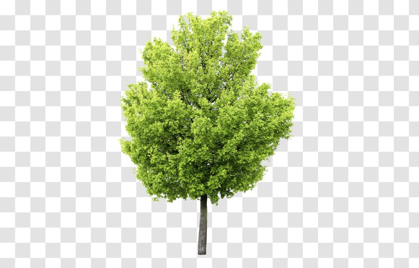 Fototapet Paper Tree Fond Blanc Green - Fototapeta Transparent PNG