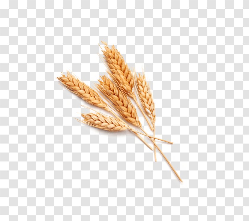 Common Wheat Stock Photography Ear Food Cereal - Grass Family Transparent PNG