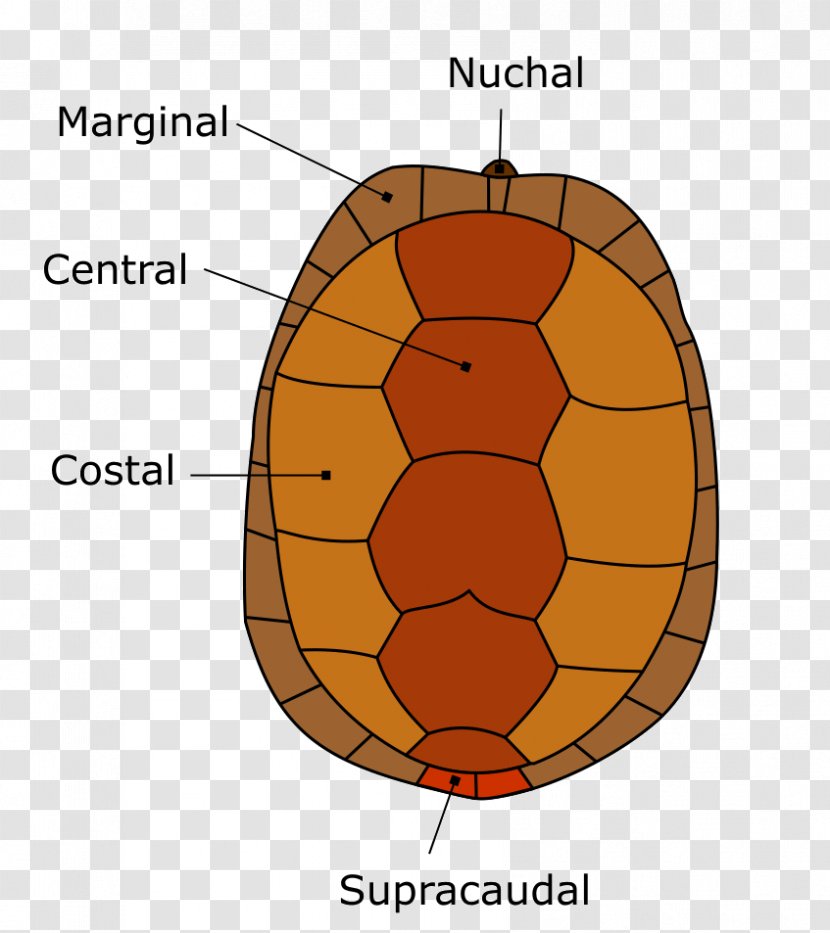 Turtle Shell Carapace Reptile Florida Box - Frame Transparent PNG