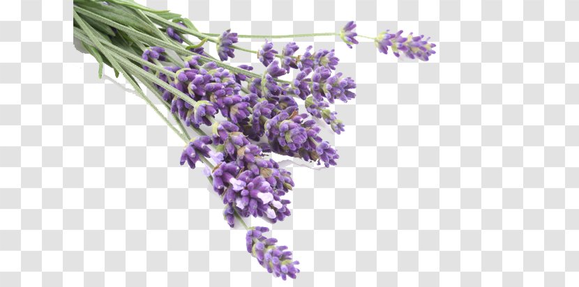 Lavender Oil Odor Flavor Amethyst Ceremonies - Essential Transparent PNG