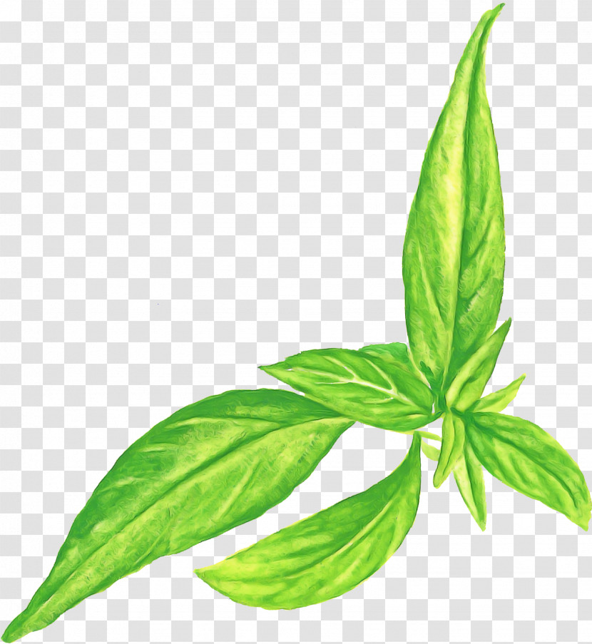 Basil Leaf Plant Stem Herb Peppermint Transparent PNG
