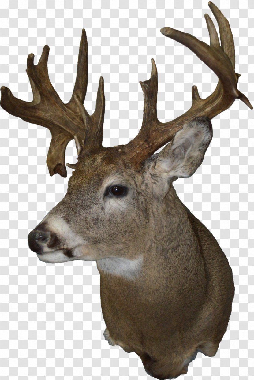 White-tailed Deer Taxidermy Moose Elk - Snout - Fork Transparent PNG