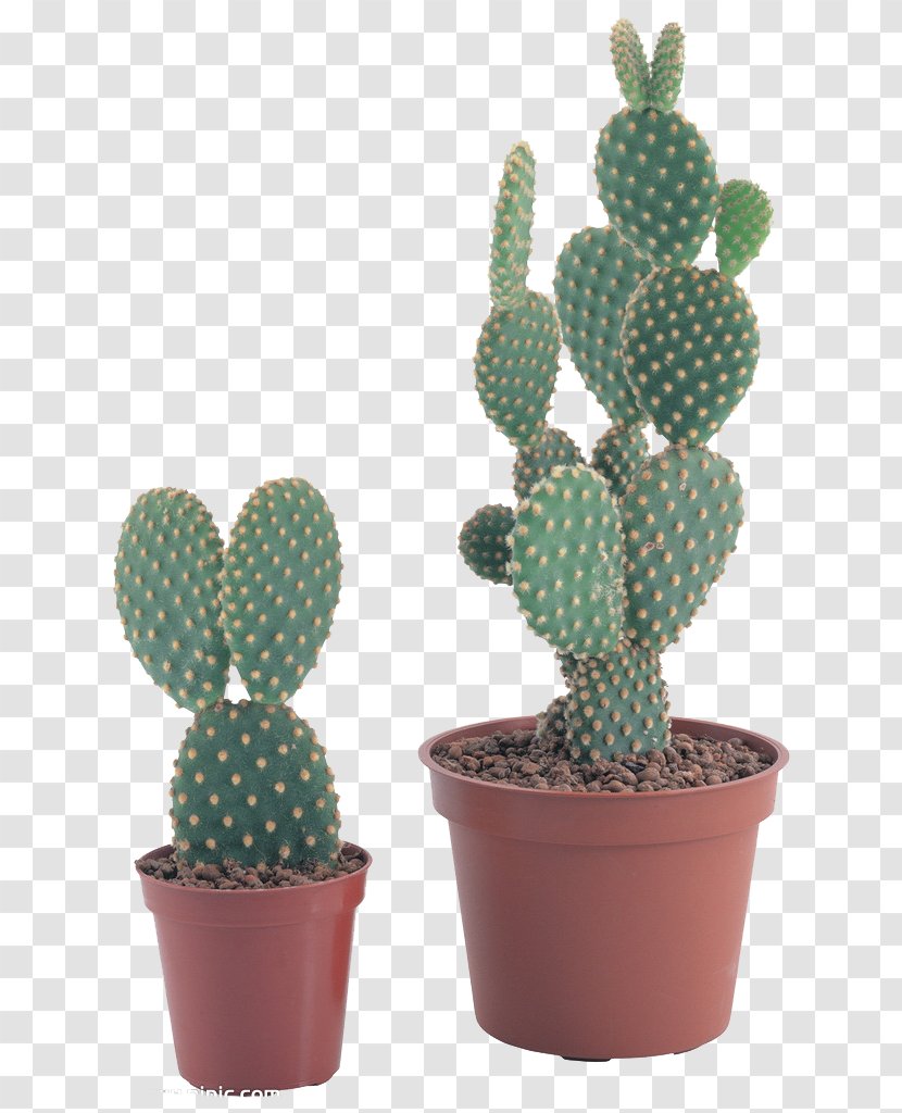 Cactaceae Barbary Fig - Cactus Transparent PNG