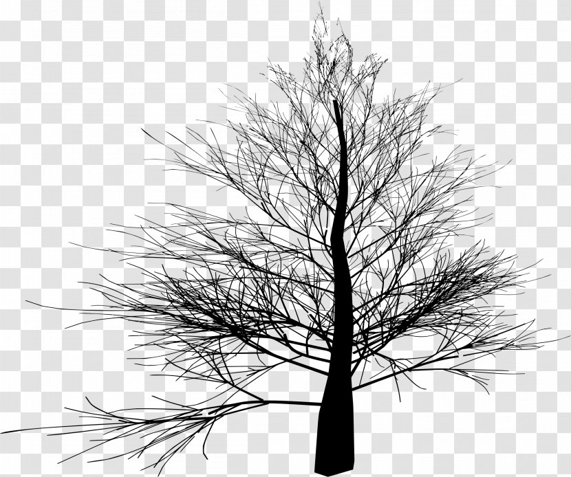Tree Branch Image File Formats Clip Art - Winter - Thin Transparent PNG