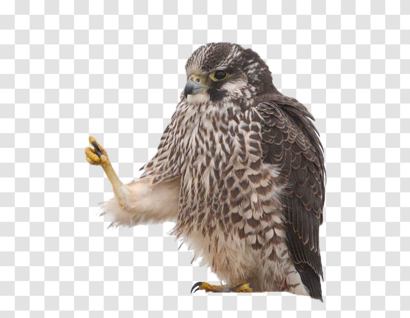 Hawk Common Buzzard Owl Eagle Transparent PNG