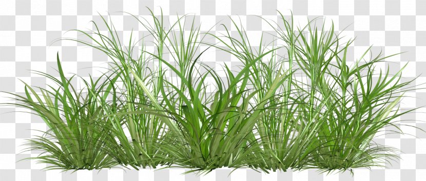 Landscape Architecture Rendering Plant - Drawing Transparent PNG