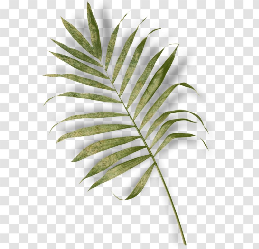 Arecaceae Leaf Fern Plant Stem - Saribus Rotundifolius Transparent PNG