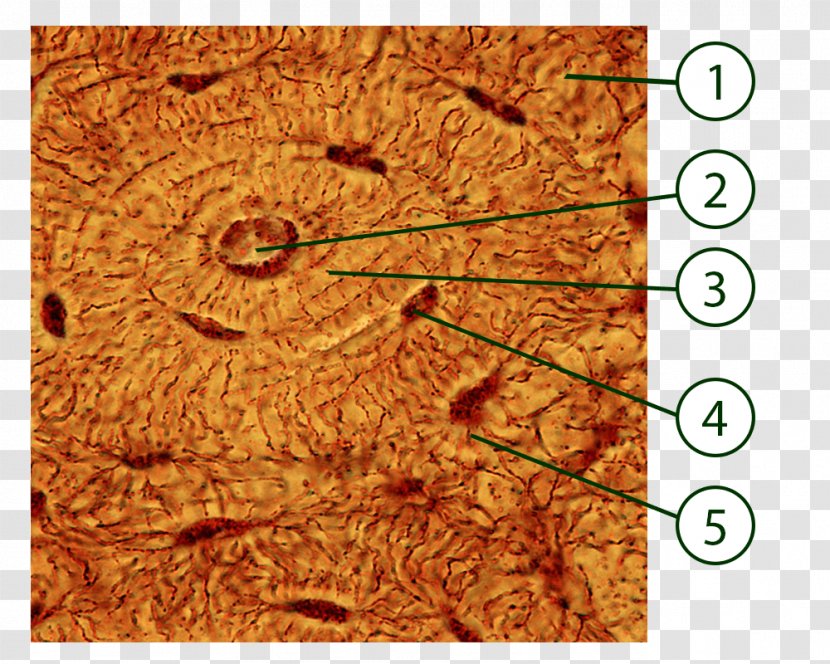 Osteocyte Connective Tissue Lacuna Bone Osteon - Canaliculus Transparent PNG