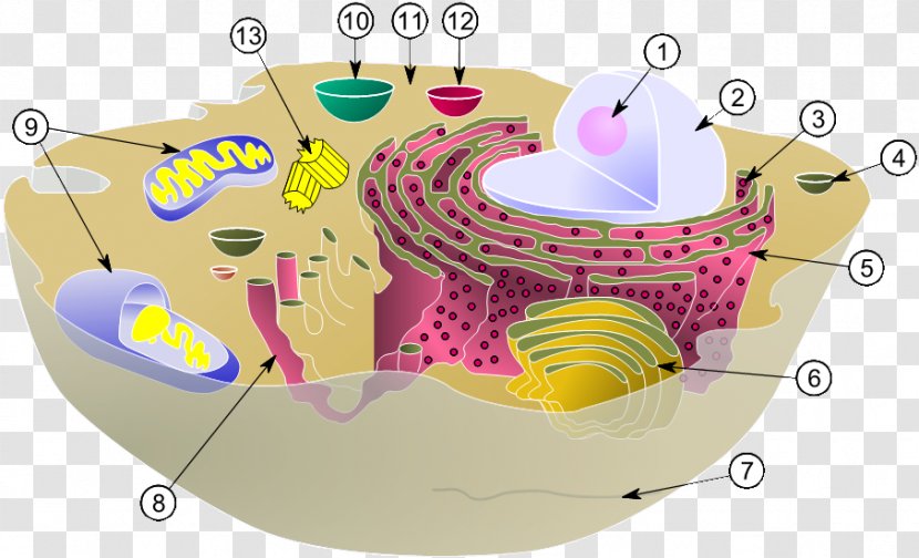 Cell Nucleus Biology Organelle Eukaryote - Evolution Transparent PNG