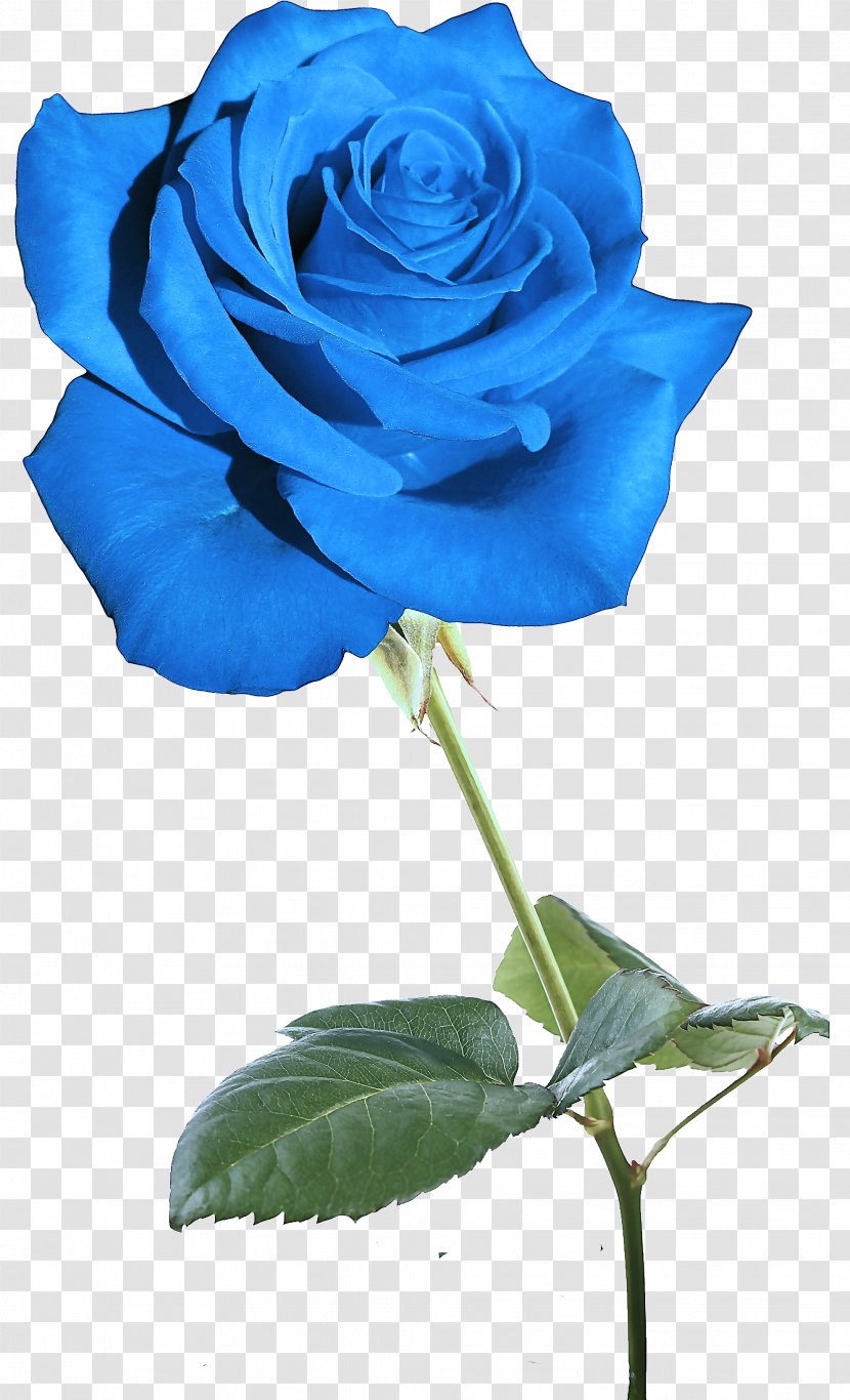 Blue Rose - Floribunda Petal Transparent PNG