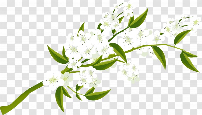 Herb - Flora - Branch Transparent PNG