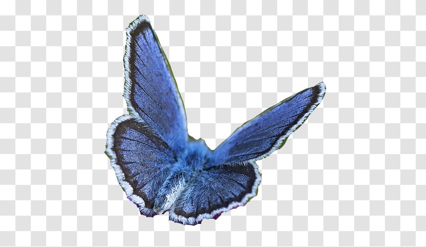 Butterfly Moth Clip Art - Invertebrate Transparent PNG