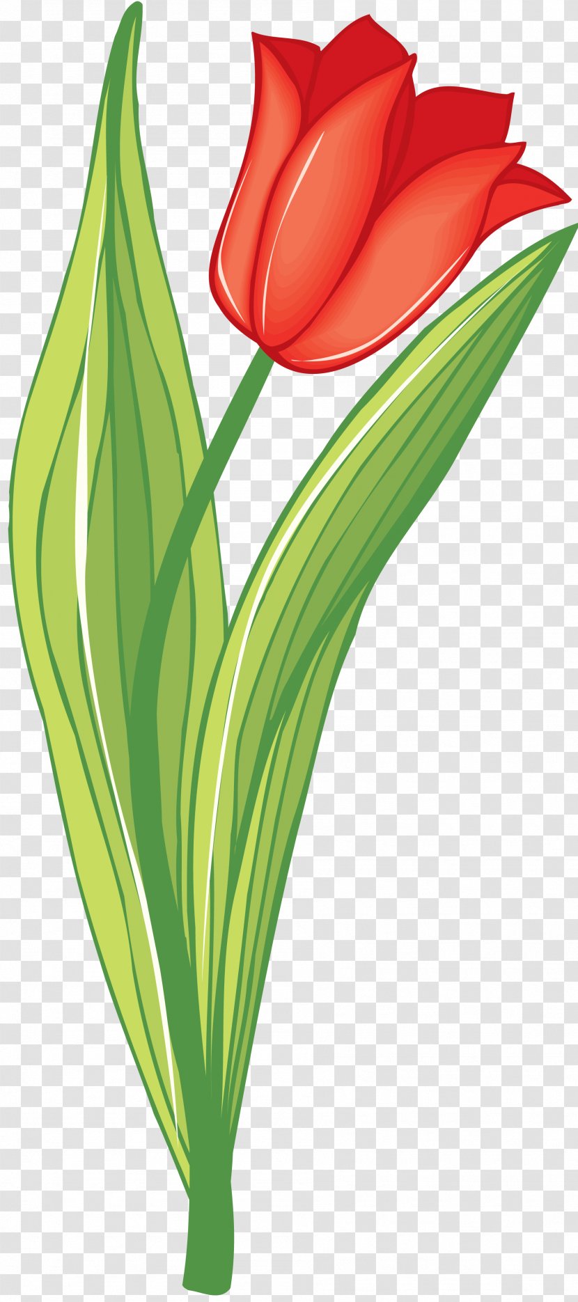 Information Tulip Drawing Clip Art - Flowering Plant Transparent PNG