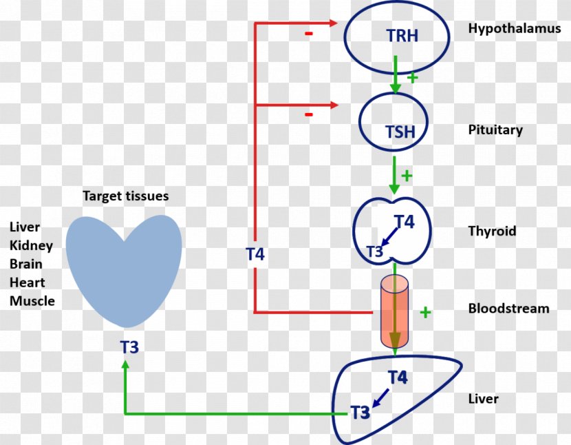 Triiodothyronine Thyroid Hormones Thyroxine - Gland Transparent PNG