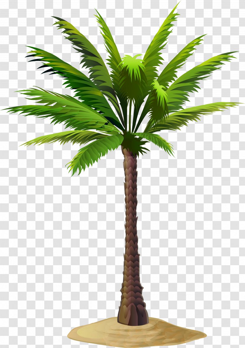 Asian Palmyra Palm Date Arecaceae Clip Art - Babassu Transparent PNG