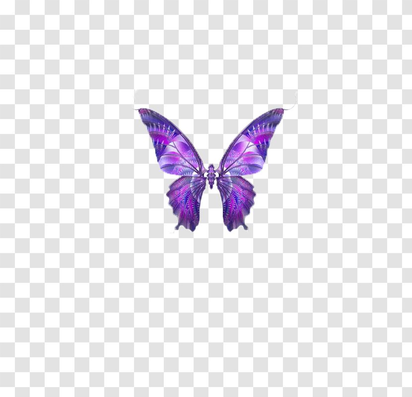 Butterfly Papillon Dog Hemiargus Ceraunus Clip Art - Brush Footed - Butterfly,insect,specimen Transparent PNG