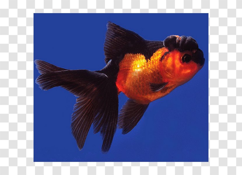 black lionhead oranda