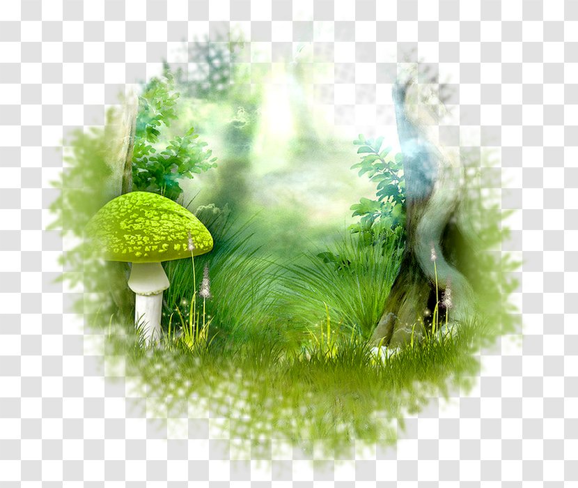 Image Photography Fairy Picture Frames - Organism - Tree Transparent PNG