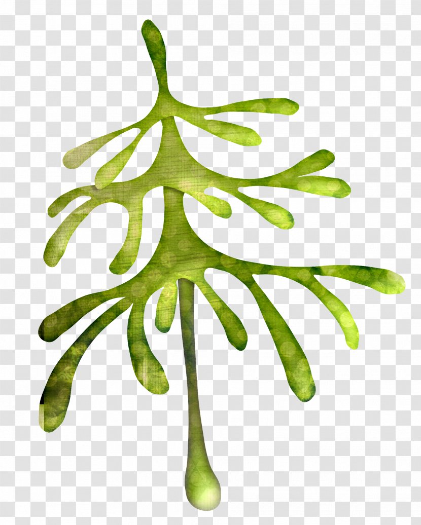 Green Herbaceous Plant - Organism - Grass Transparent PNG