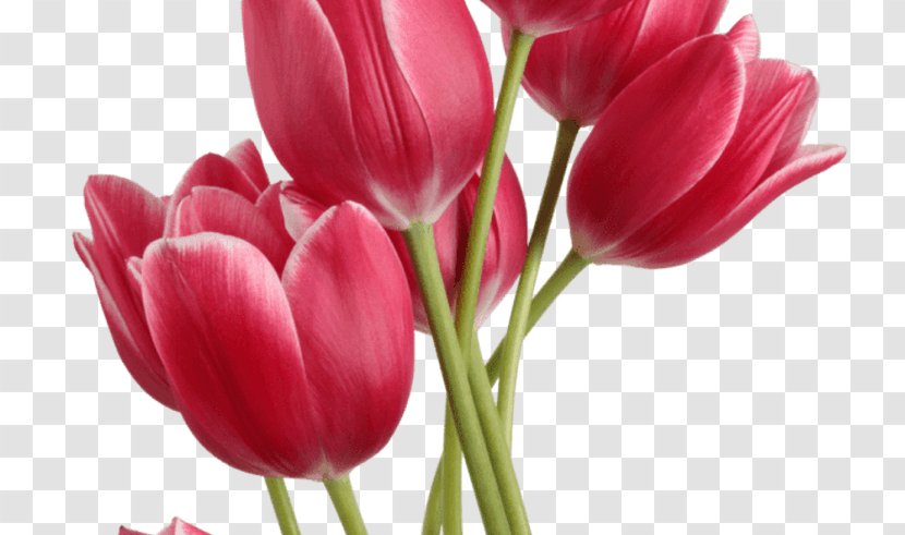 Tulip Flower Clip Art - Plant Transparent PNG