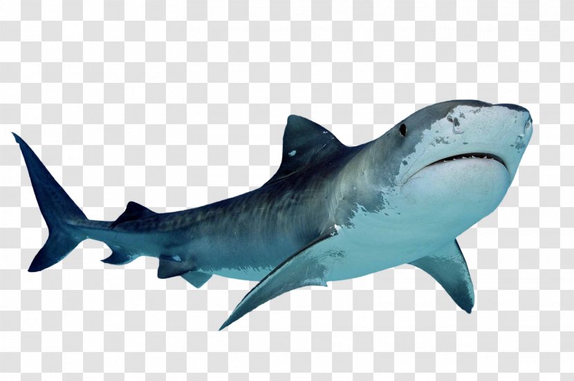 Tiger Shark Clip Art - Display Resolution - BABY SHARK Transparent PNG