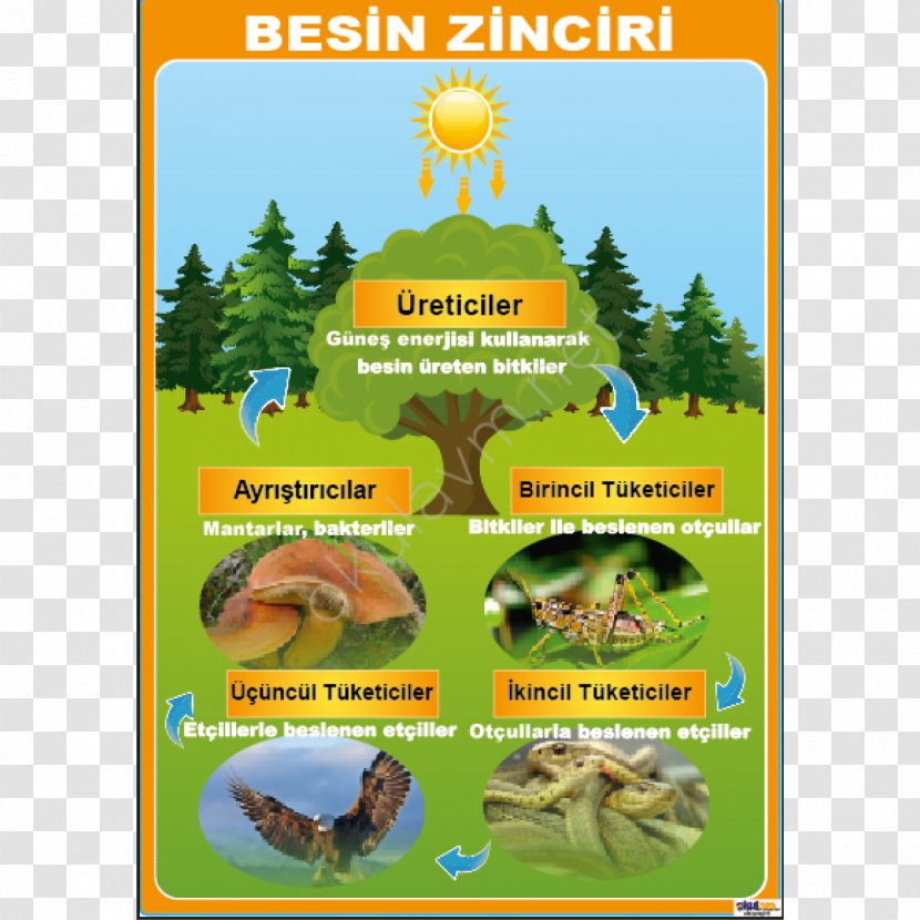 Nutrient Ecosystem Food Chain Poster Web - Science Transparent PNG