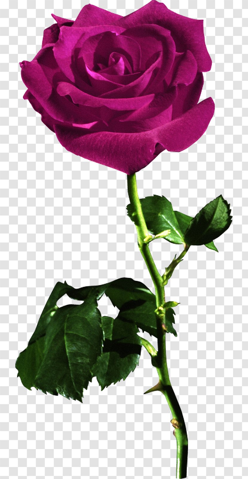 Rose Red Desktop Wallpaper Flower - Garden Roses Transparent PNG