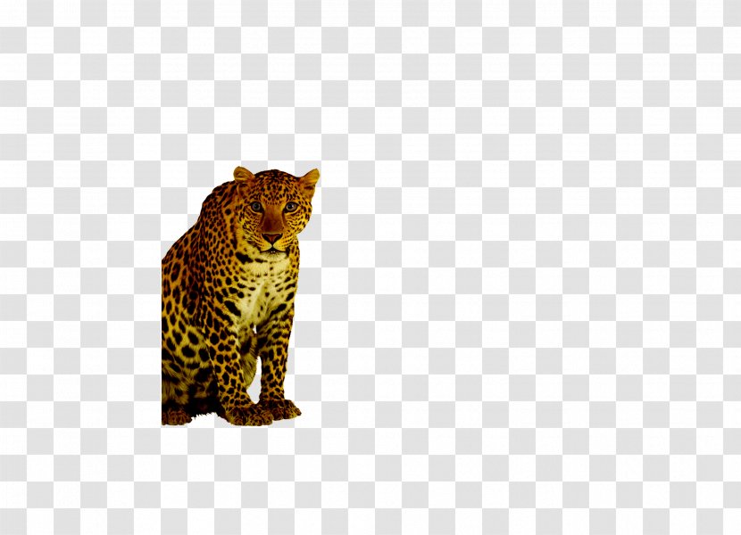 Leopard Cheetah Felinae - Fauna Transparent PNG