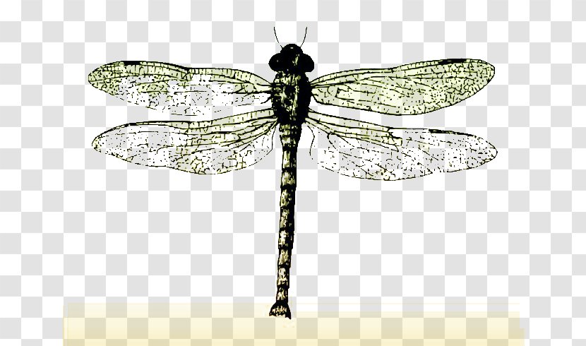 Insect Butterfly Dragonfly Bee - Drawing - Specimens Transparent PNG