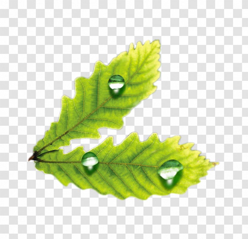 Leaf Drop Adobe Illustrator - Plant - Creative Drops Leaves Transparent PNG