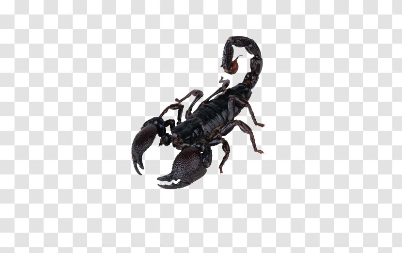 Scorpion Clip Art - Arthropod - Pictures Transparent PNG