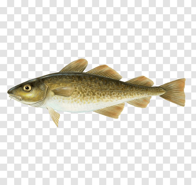 Atlantic Cod Alaska Pollock Haddock - Boreogadus Saida - Fish Transparent PNG