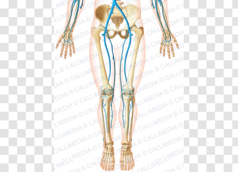 Finger Basilic Vein Forearm - Cartoon - Arm Transparent PNG