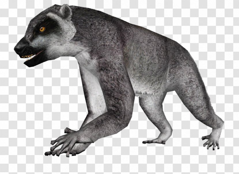 Raccoon Lemur Koala Zoo Tycoon 2 Megaladapis - Fauna Transparent PNG