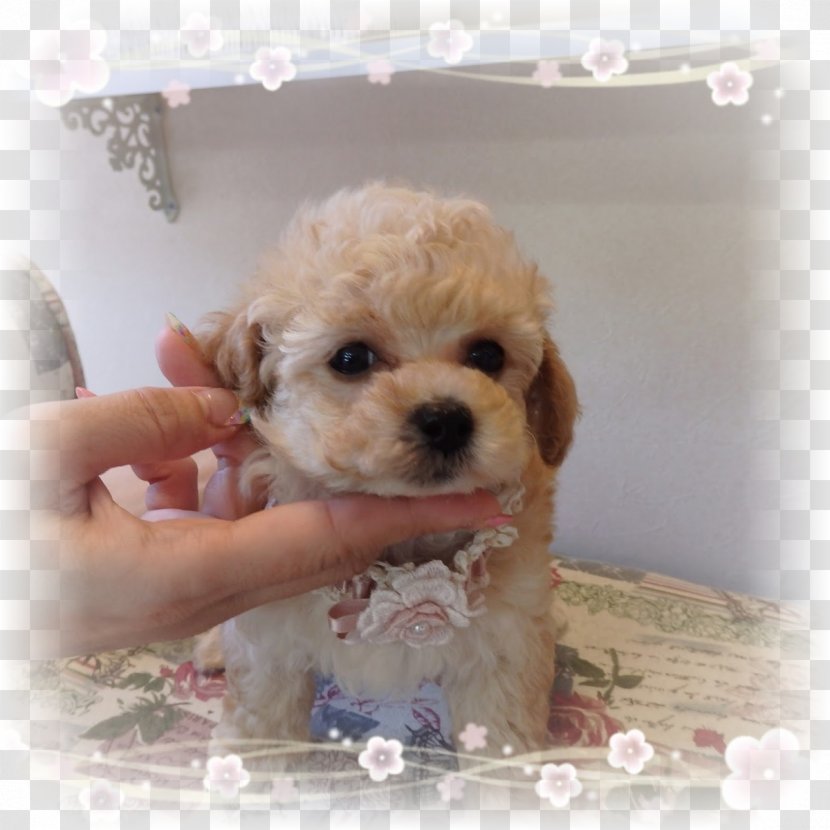 Miniature Poodle Toy Bolonka Cockapoo Schnoodle Cavapoo Transparent Png