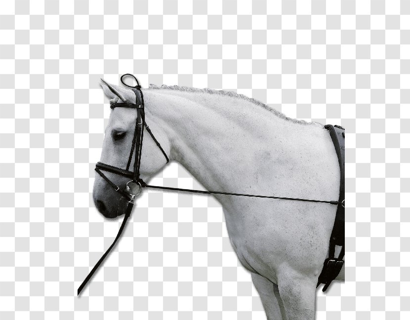 Horse Chambon Equestrian Rein Longeing - Side Reins Transparent PNG