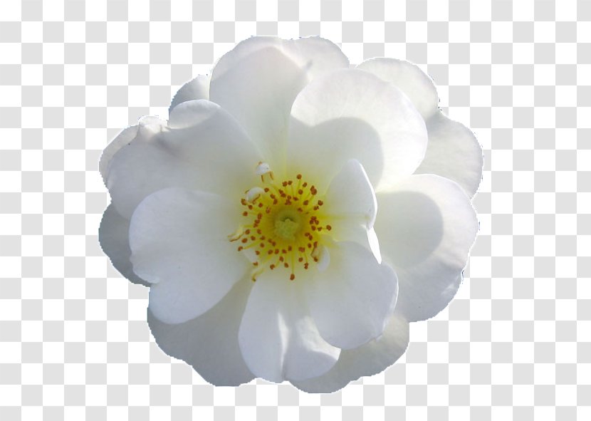 Flower Rose Transparent PNG