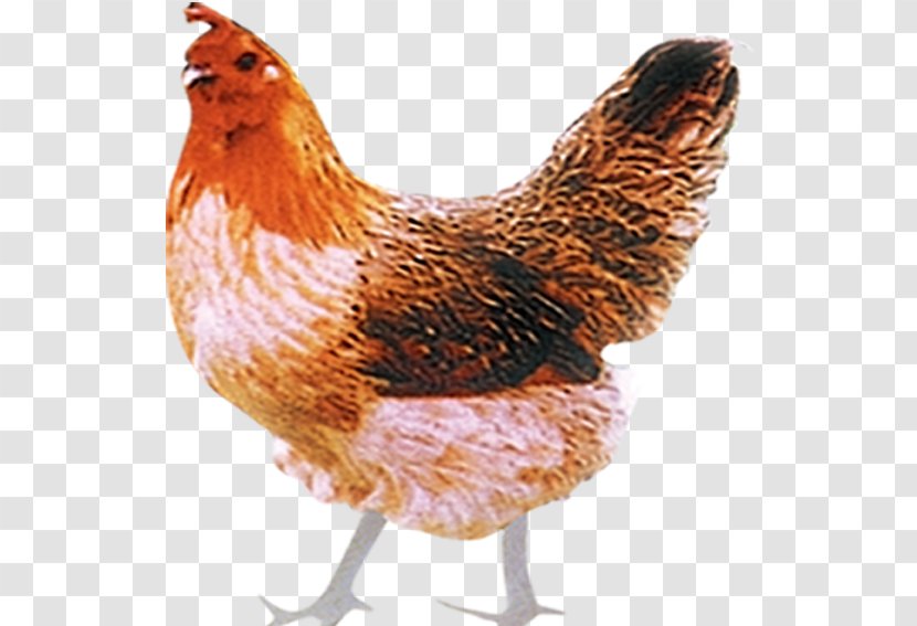 Plymouth Rock Chicken Ayam Kampong Rooster - Galliformes - Barred Painted Transparent PNG