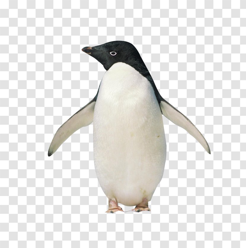 King Penguin Antarctic Hello, Penguin! - Beak - Standing Transparent PNG