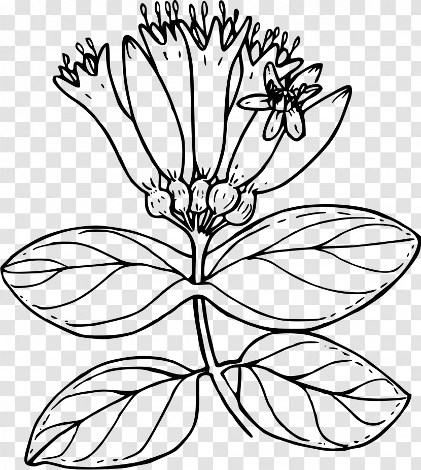 Lonicera Ciliosa Involucrata Flower Drawing Plant - Monochrome - Honeysuckle Transparent PNG