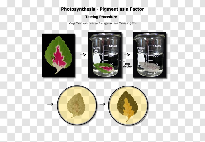 Biological Pigment Photosynthetic Biology Houston Community College, Inc. - Study Skills Transparent PNG