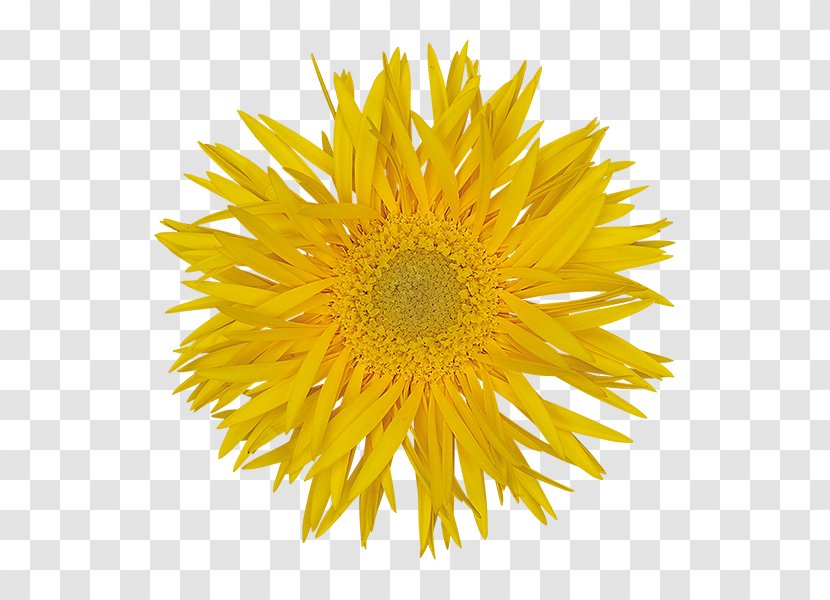 Common Daisy Stock Photography Yellow Flower Transvaal - Petal Transparent PNG