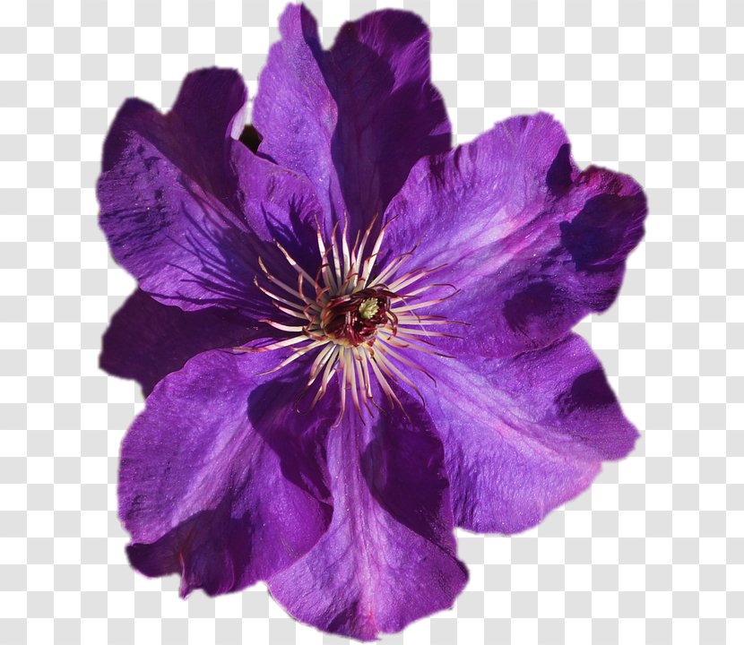 Leather Flower Violet Image Purple - Plant Transparent PNG