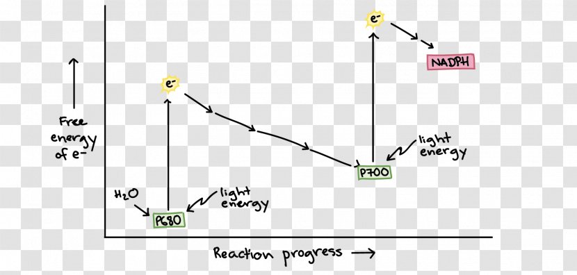 Line Diagram Angle Tree - Artificial Respiration Transparent PNG