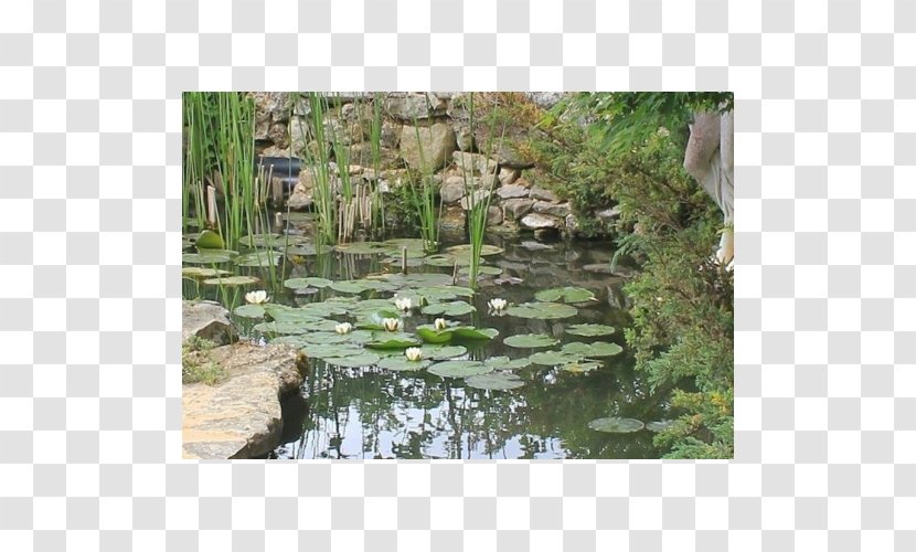 Fish Pond Water Resources Nature Reserve Botanical Garden Feature - Plantas Japonesa Transparent PNG