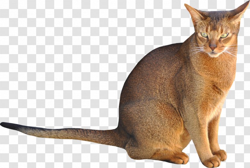 Abyssinian Kitten Clip Art - Burmese - Cat Sitting Brown Transparent PNG