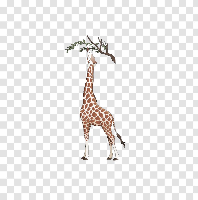 Northern Giraffe Euclidean Vector - Mammal Transparent PNG