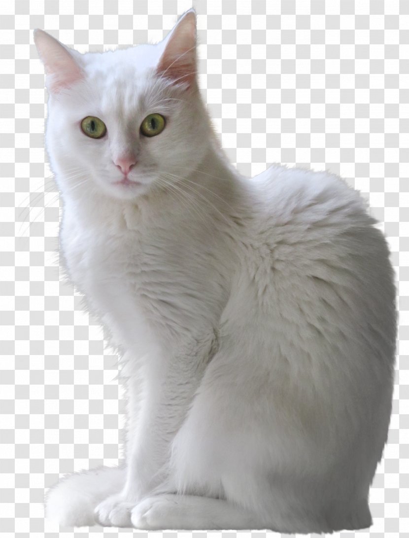 Ragdoll Turkish Angora Van Burmilla Persian Cat - Animal - Kitten Transparent PNG